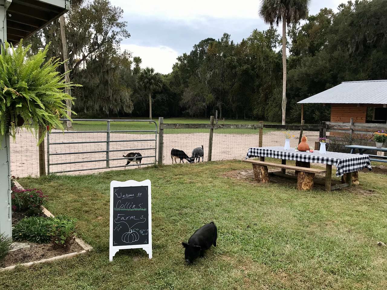 Collins Farm