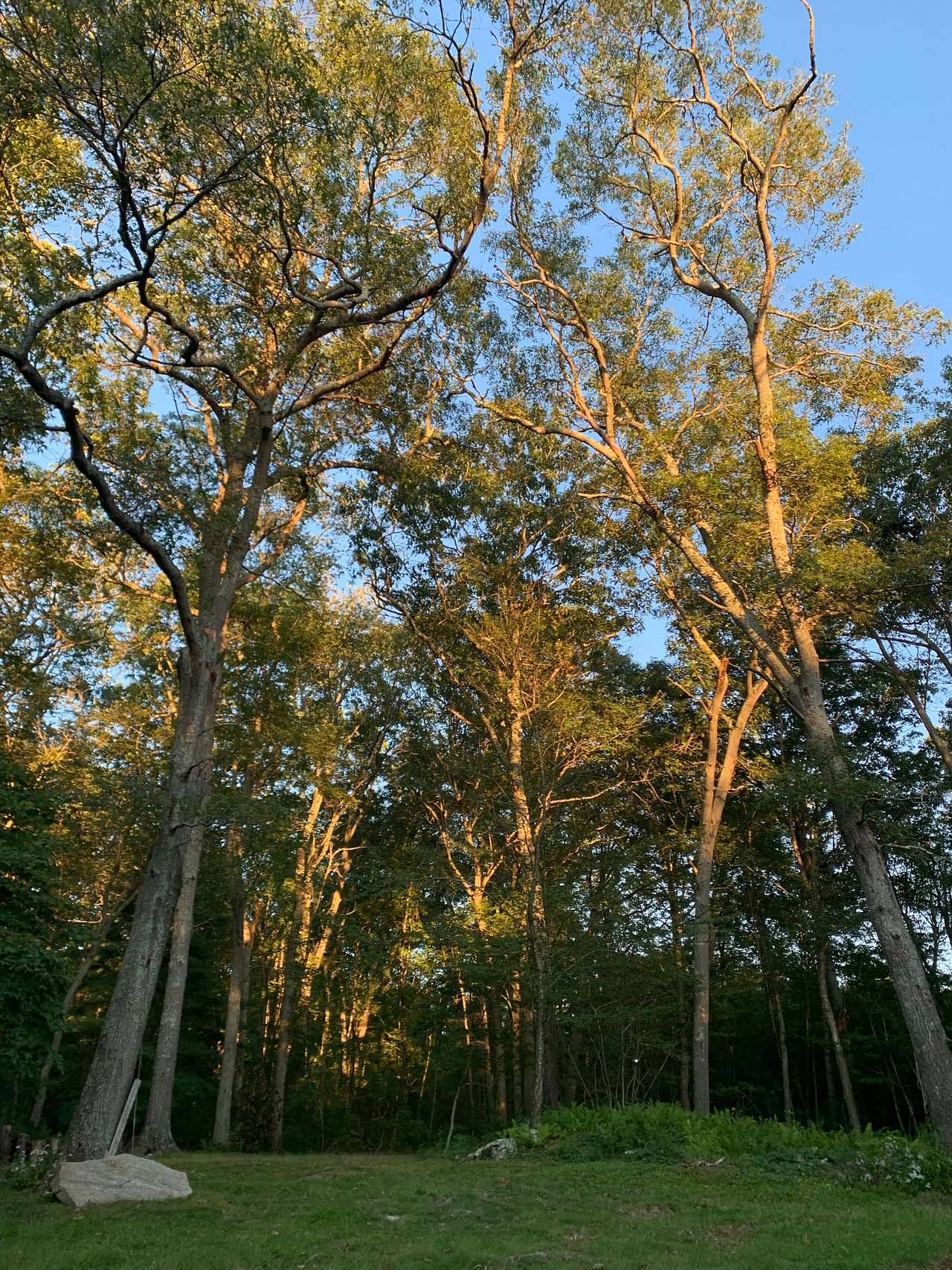 Sunsets in the tree line are awesome. 