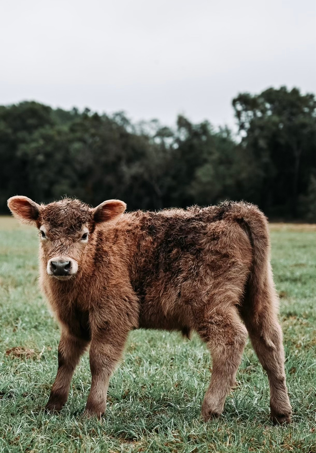 Our youngest calf, he is an Aberdeen Scottish Highland cross