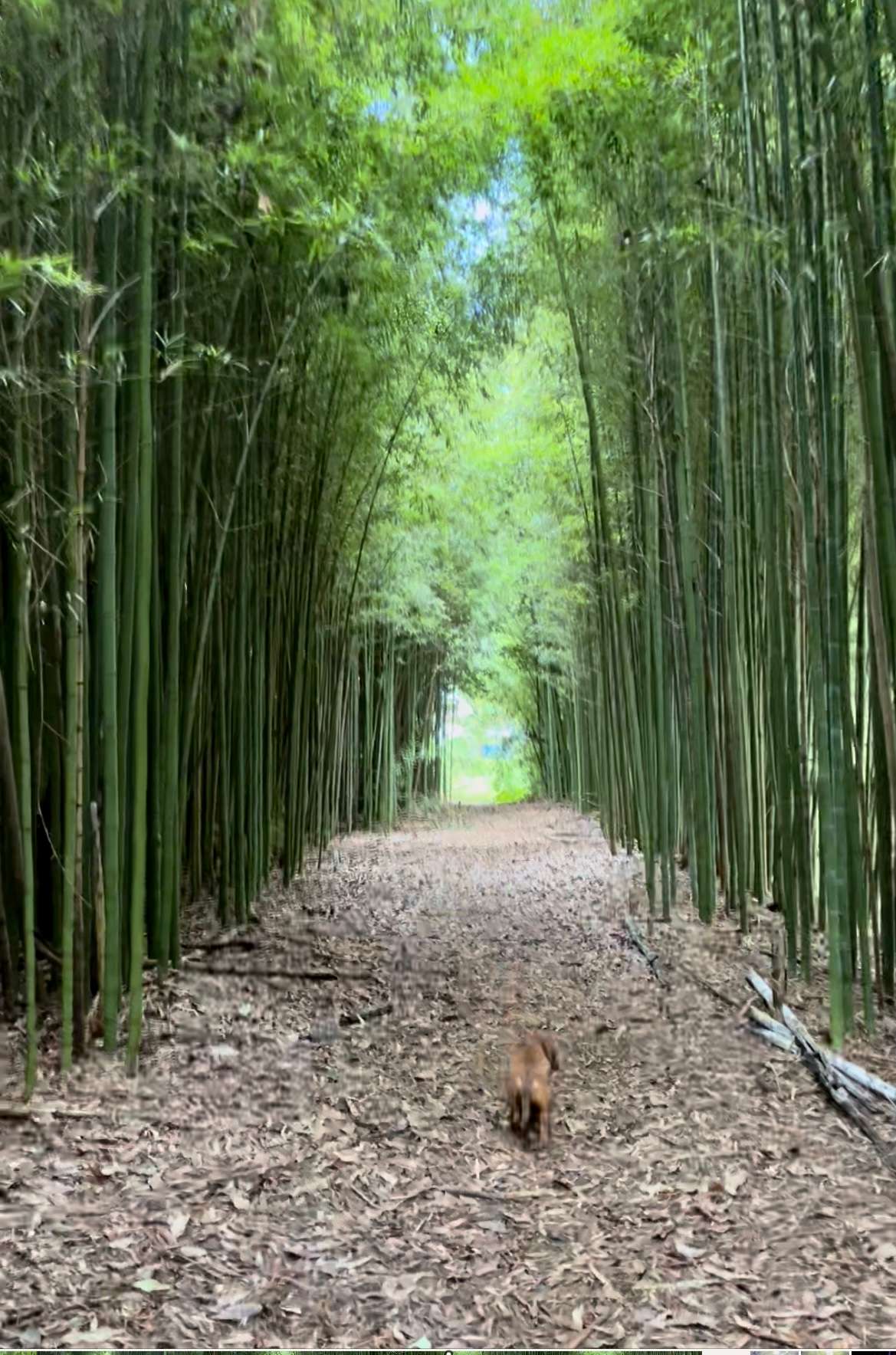 Bamboo Isle. Magic 