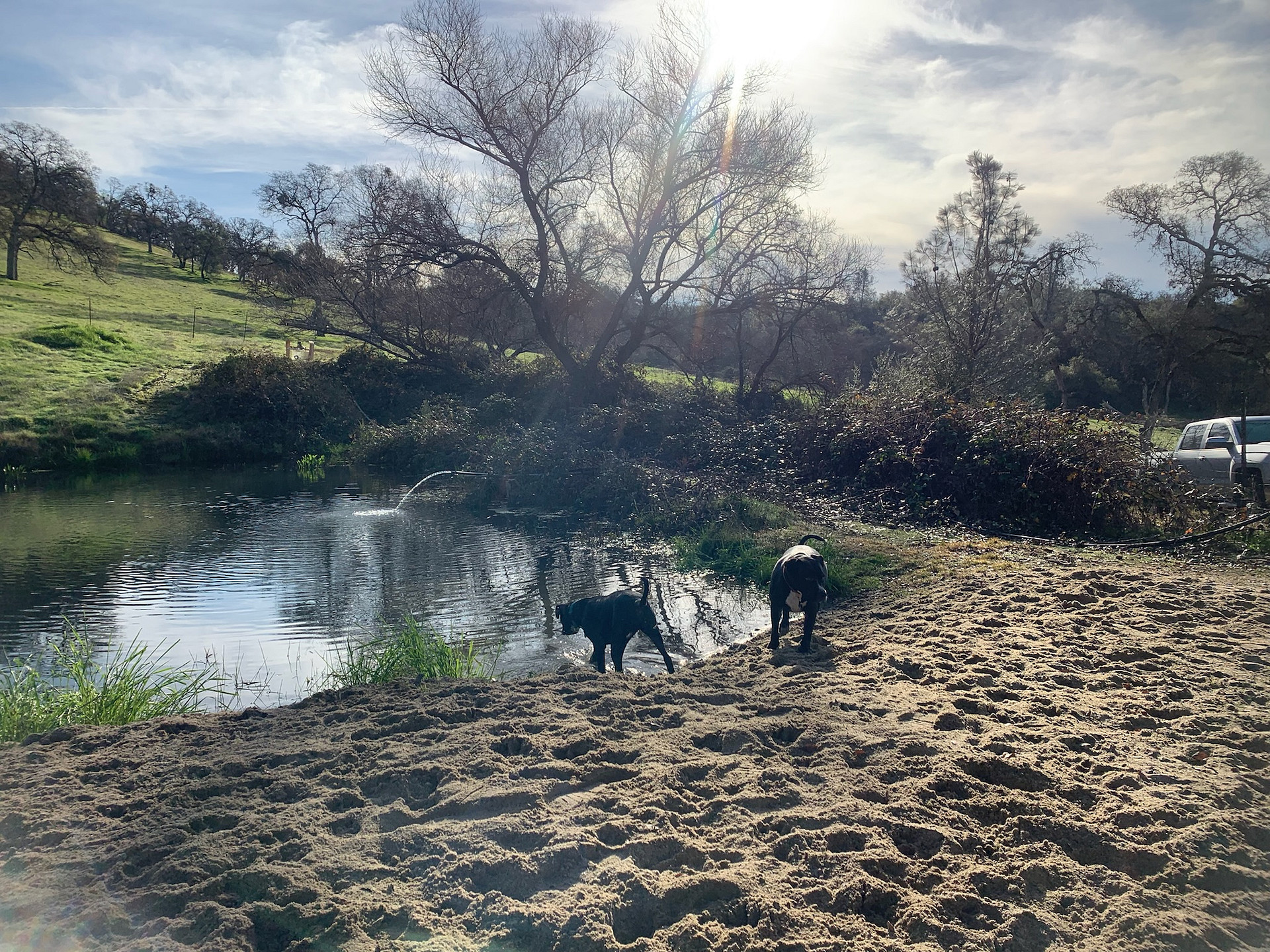 My pups enjoying the waterhole by the dome! 