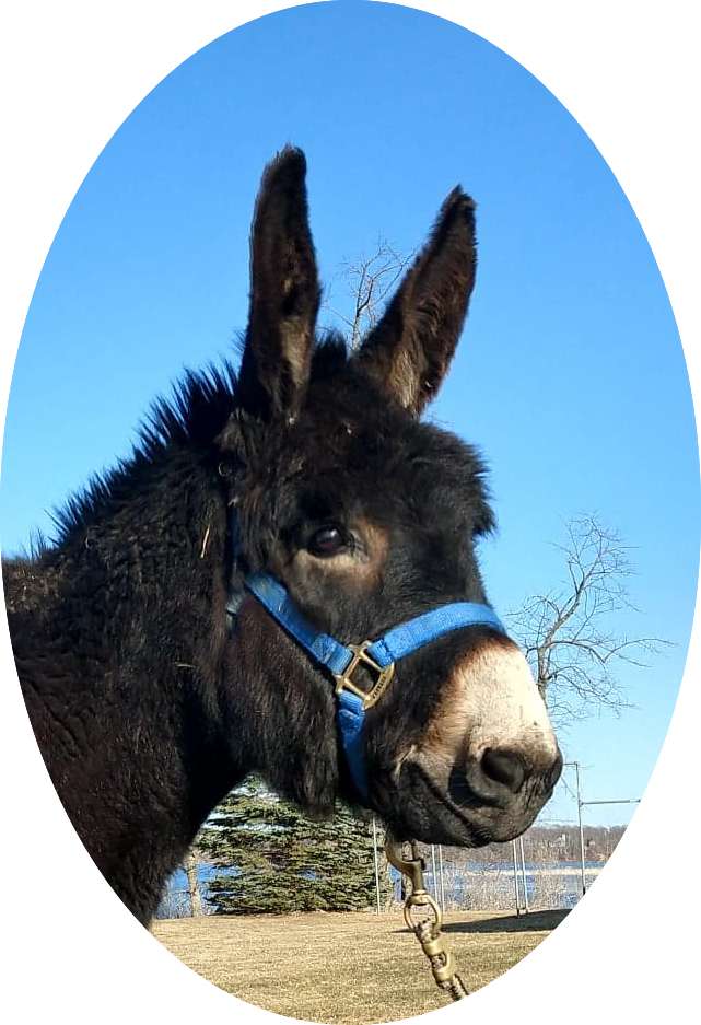 Archer is our handsome donkey of East Lake Ranch.