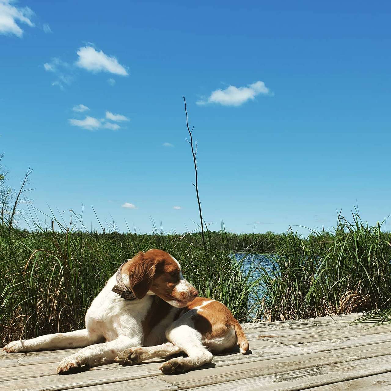Benji enjoying the dock on West Lake right in front of the Meadow Campsite