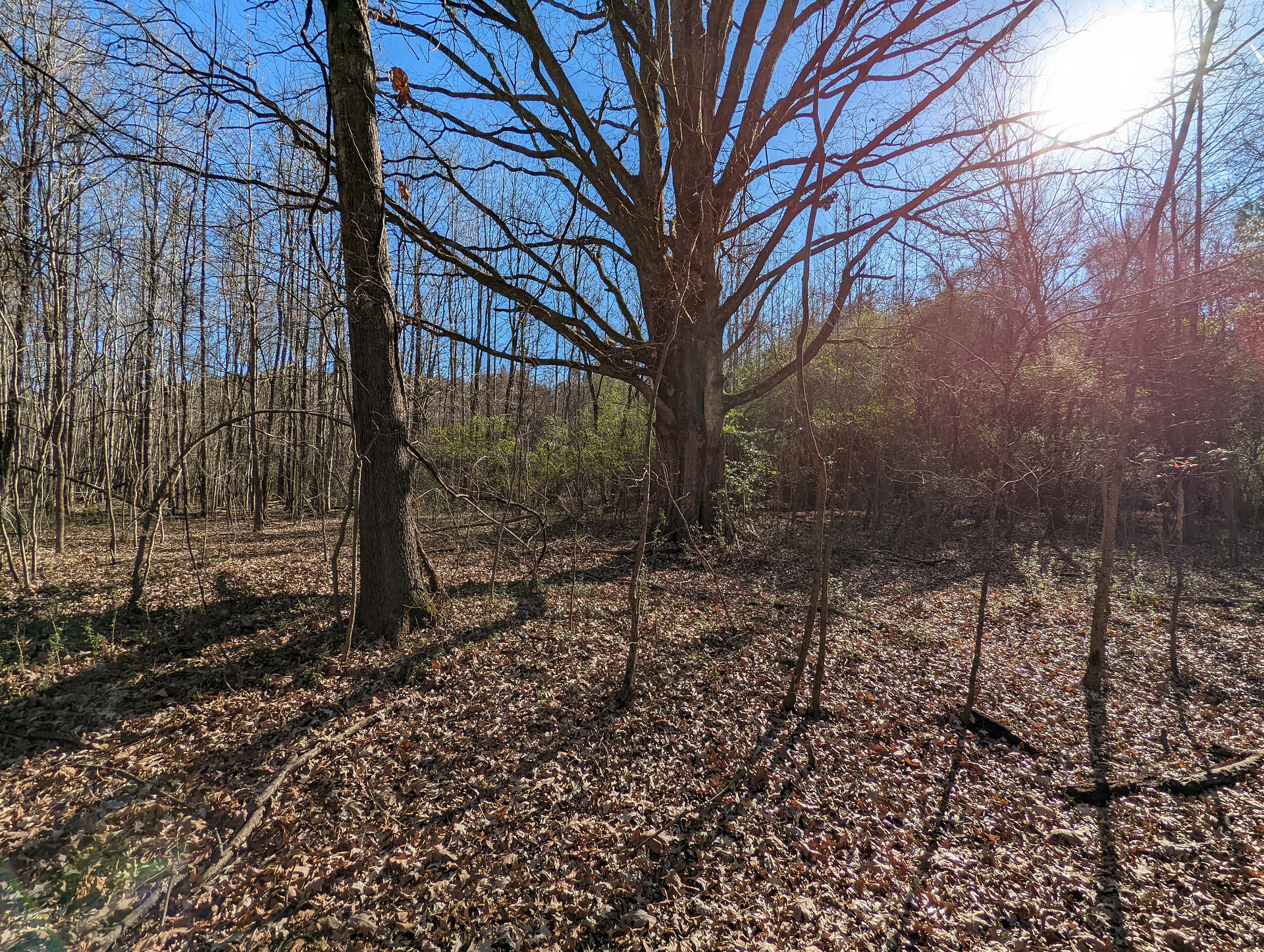 Quail Run at Pate's Creek