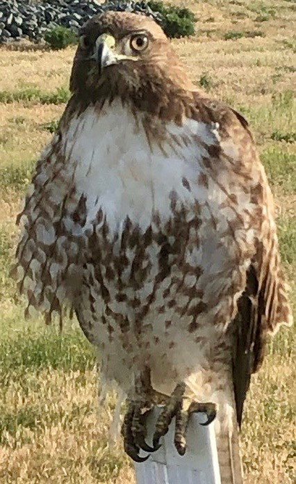 Hawk
