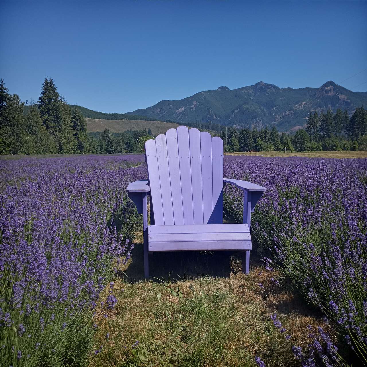 Mountain Lavender Escape