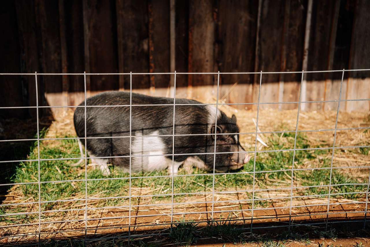 George the pig was so friendly and we loved hearing about his story! 