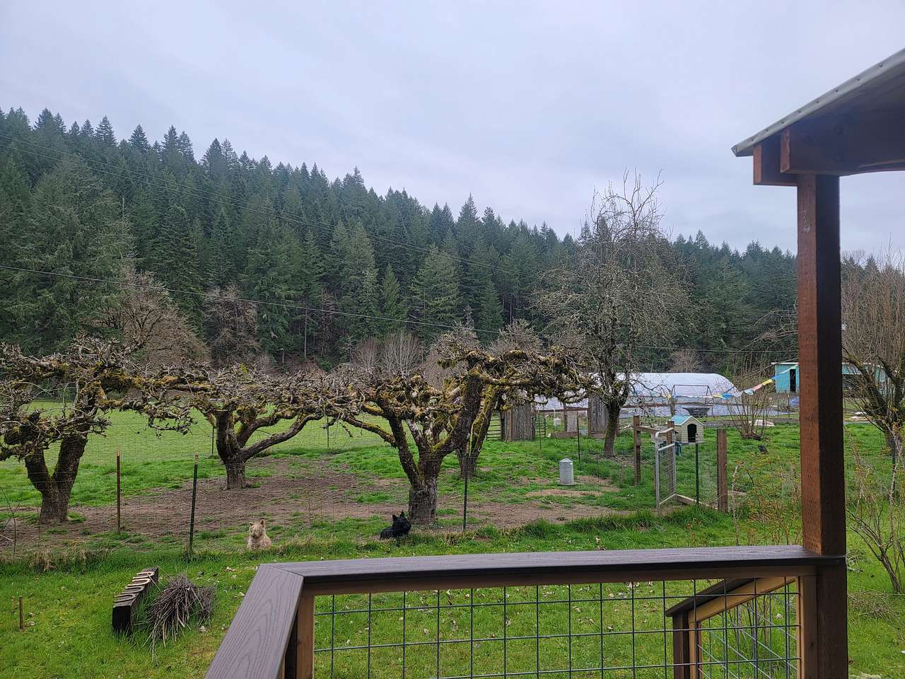Pheasant Creek Yurt