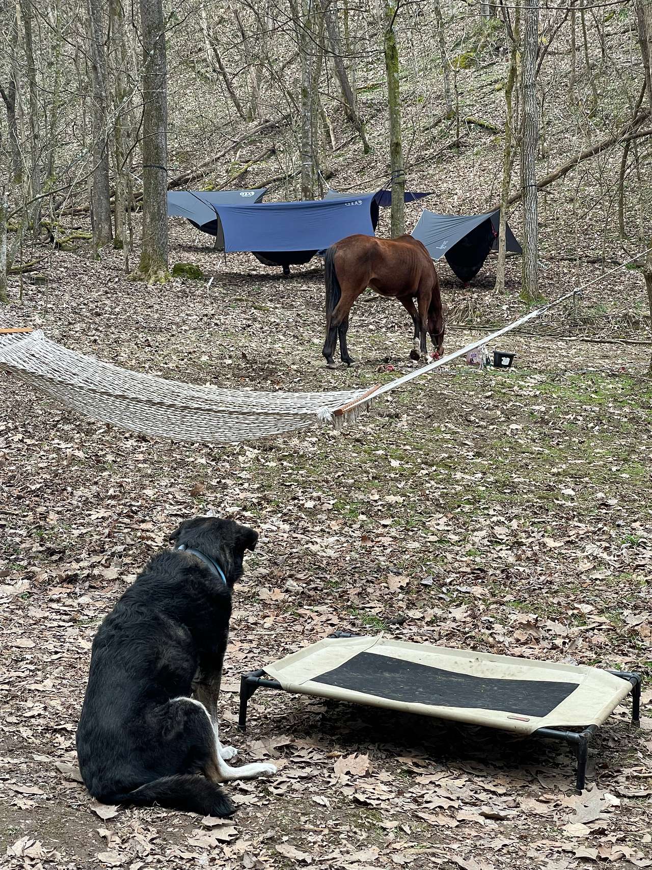 Big Foot Holler Camping