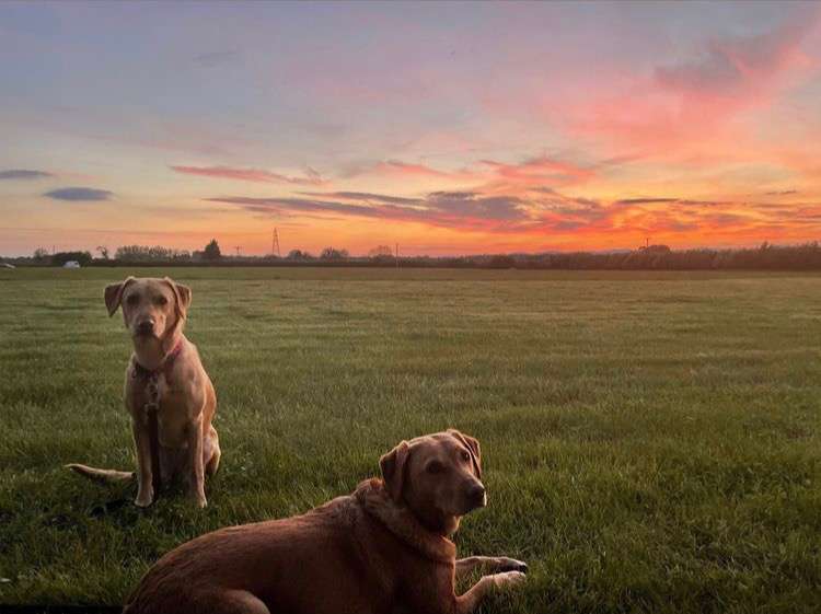 Sunsets in the Field