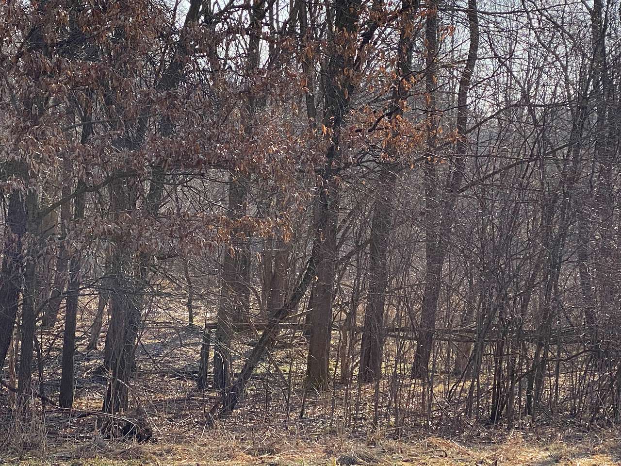 Wooded spot