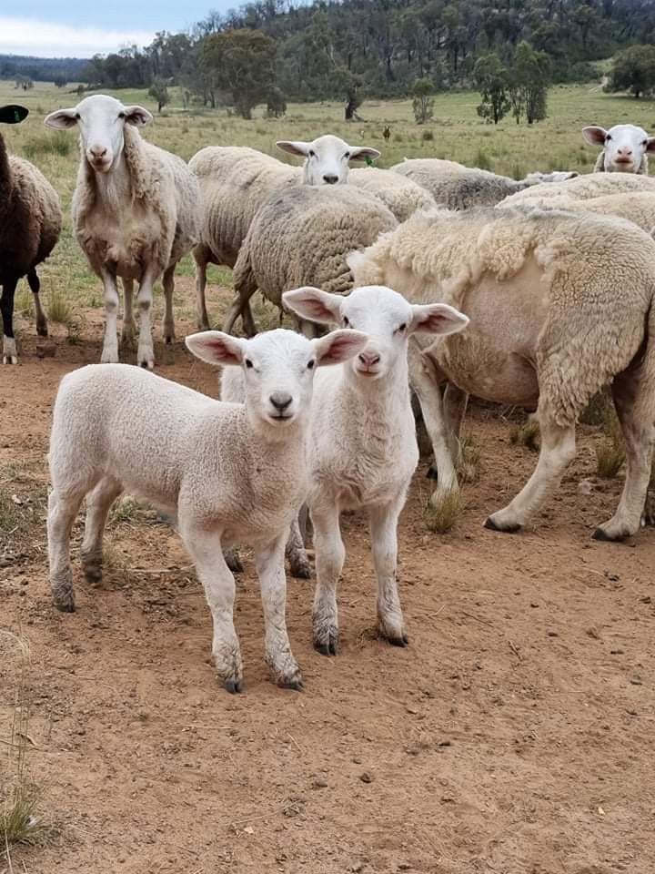 Hermano farm stay