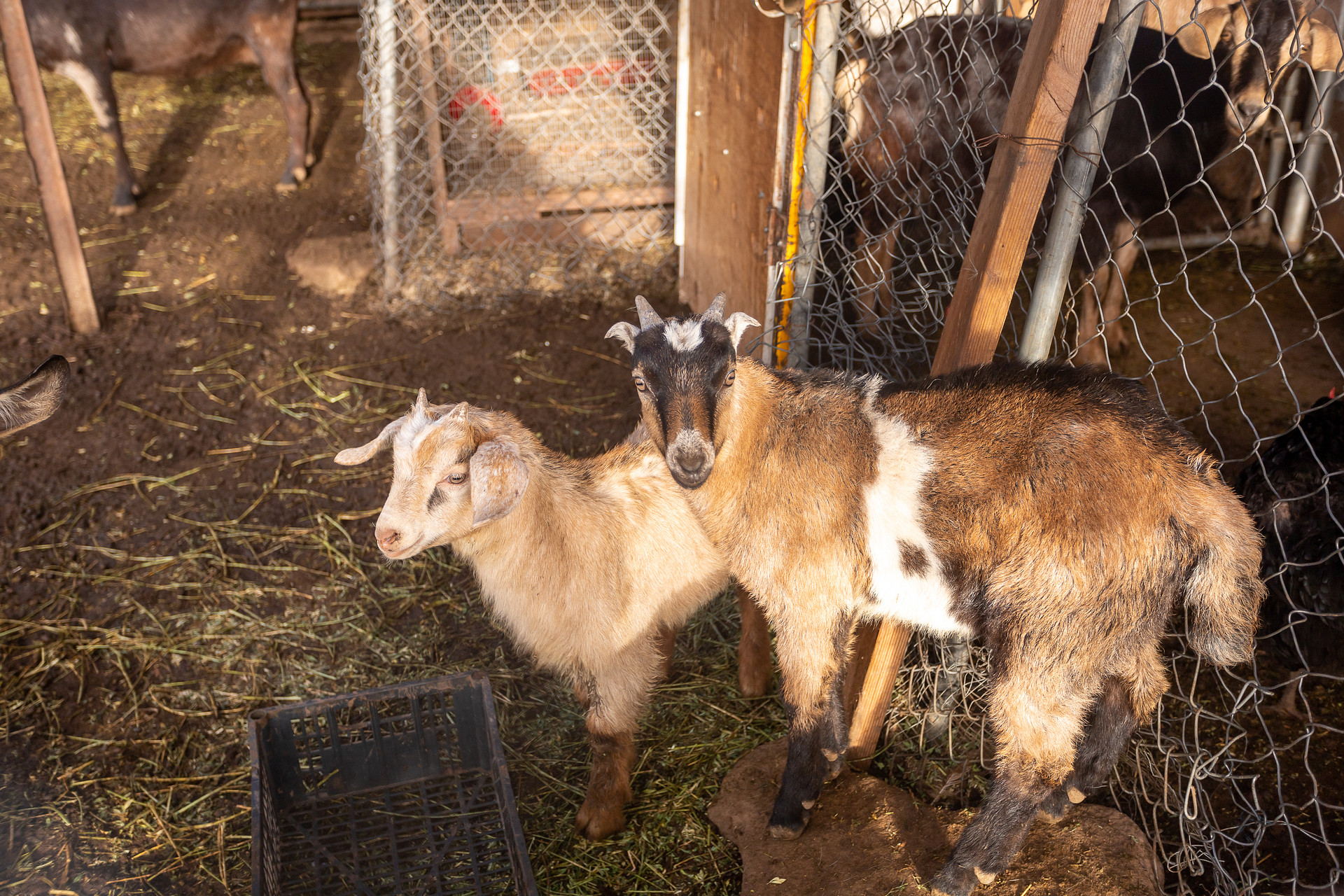 Adorable baby goats.