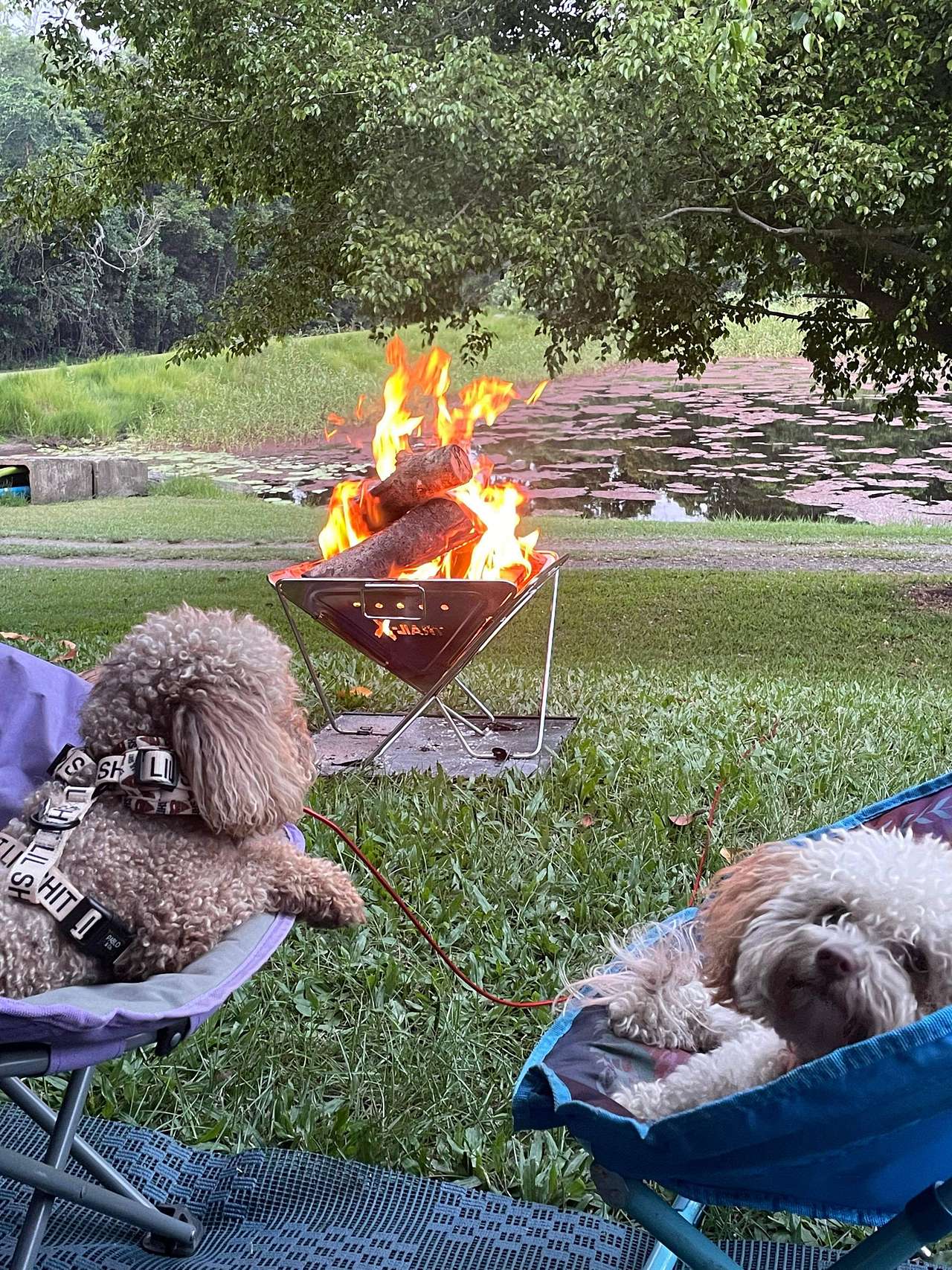 Forest Fields Campstay