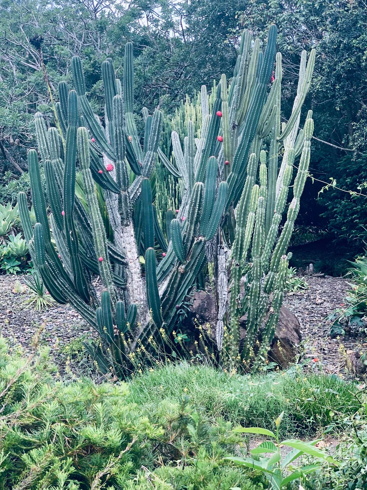 Cactus Garden Cooroy Botanical Gardens 