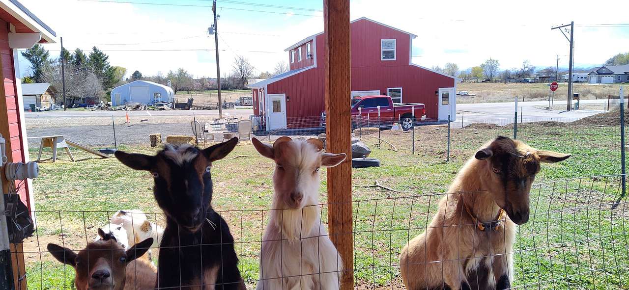 Rex & Cate's Hobby Farm