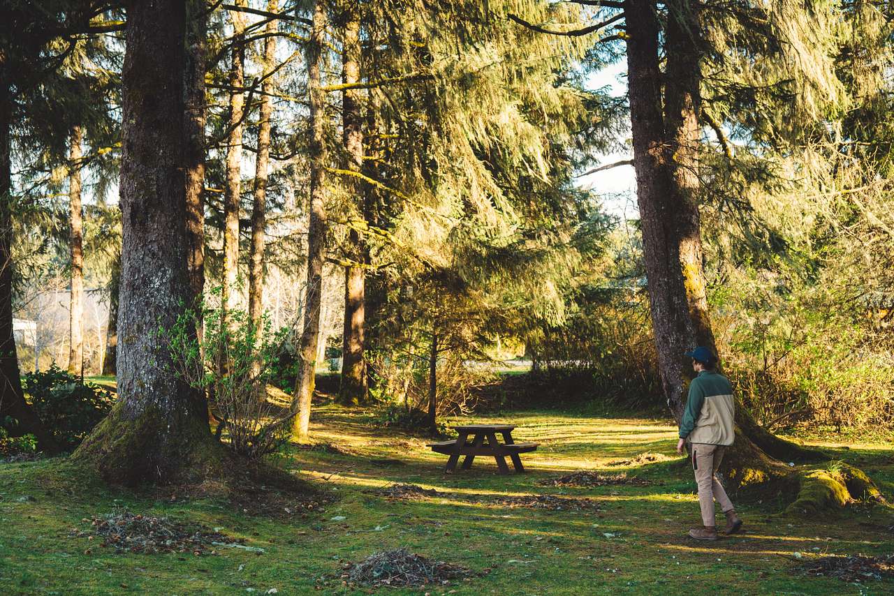 The forested tenting area. 