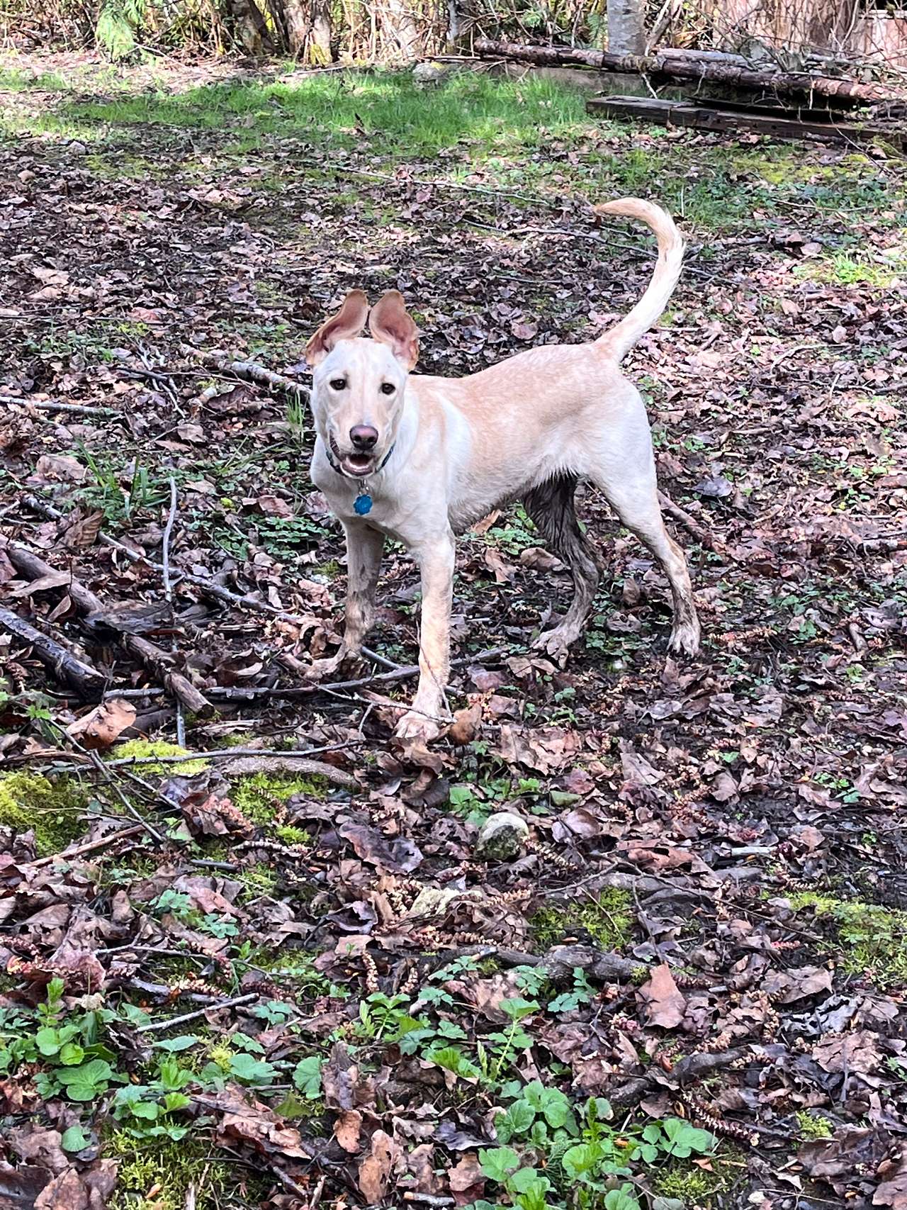Private space makes off leash fun possible without stress for my reactive rescue puppy.