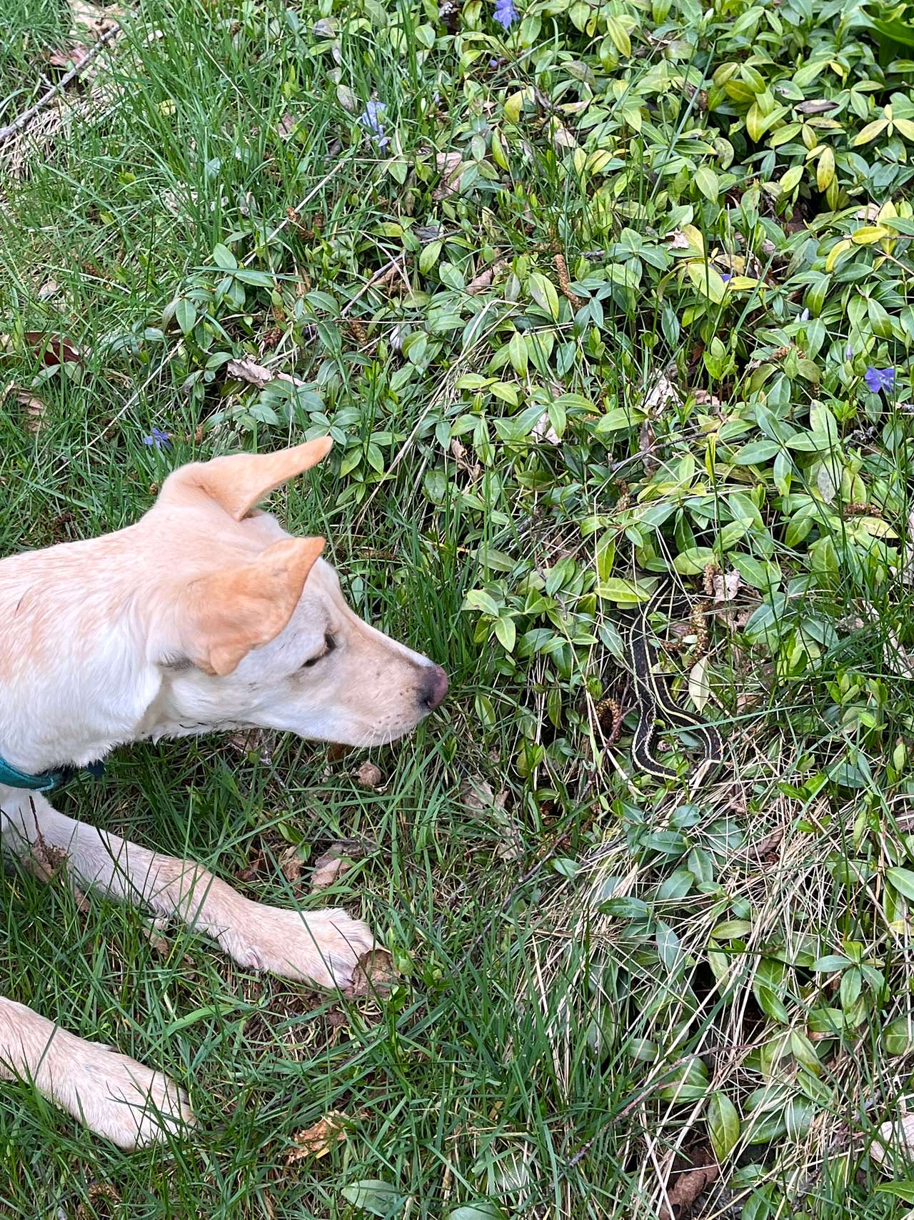 Puppy met a garden snack. 