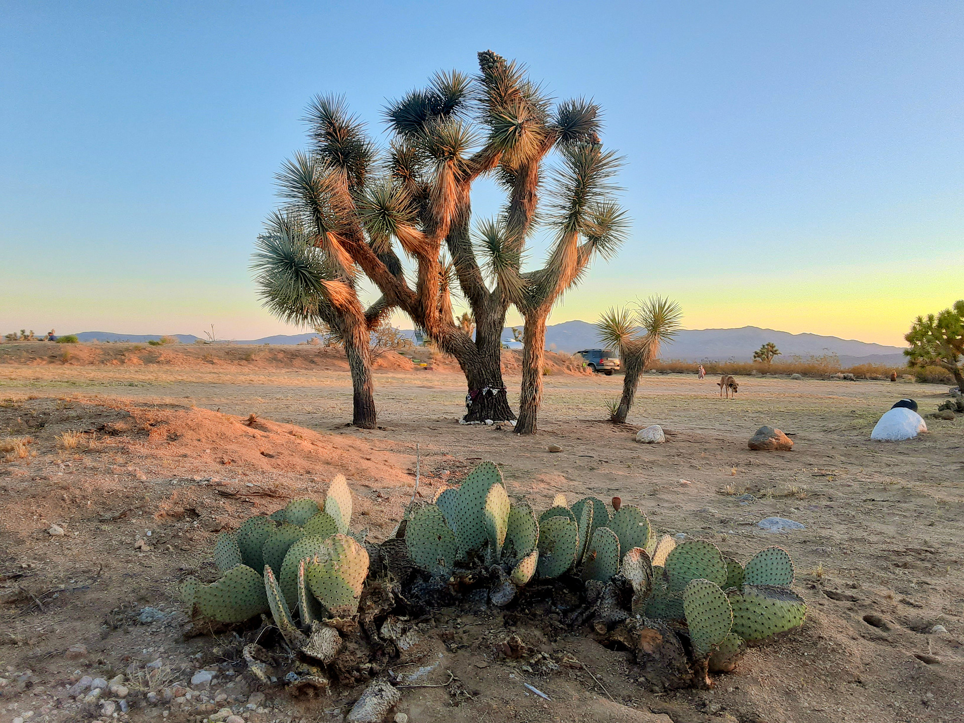 Magic in the Mojave