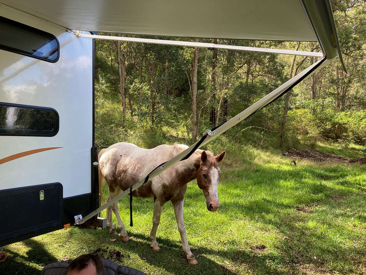 you might get an inquisitive visitor...
