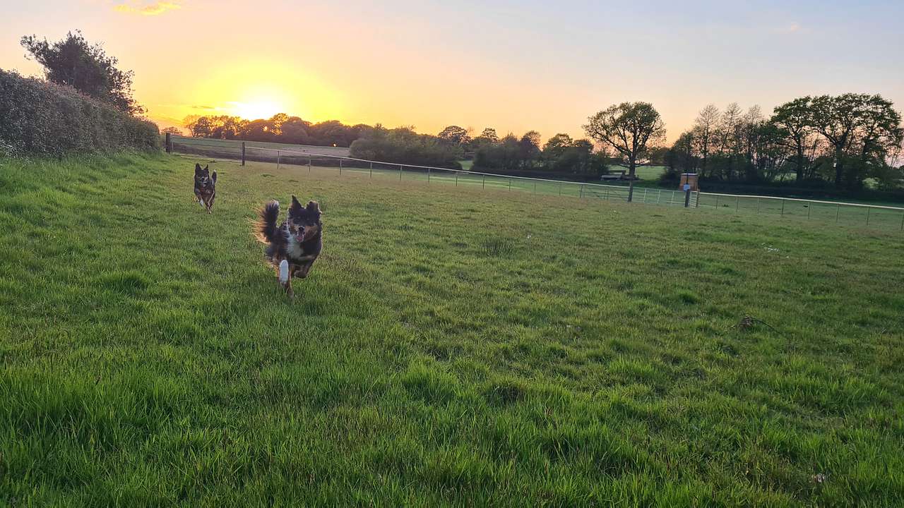Dog off lead area for zoomies and sniffs - we are a dog friendly si
