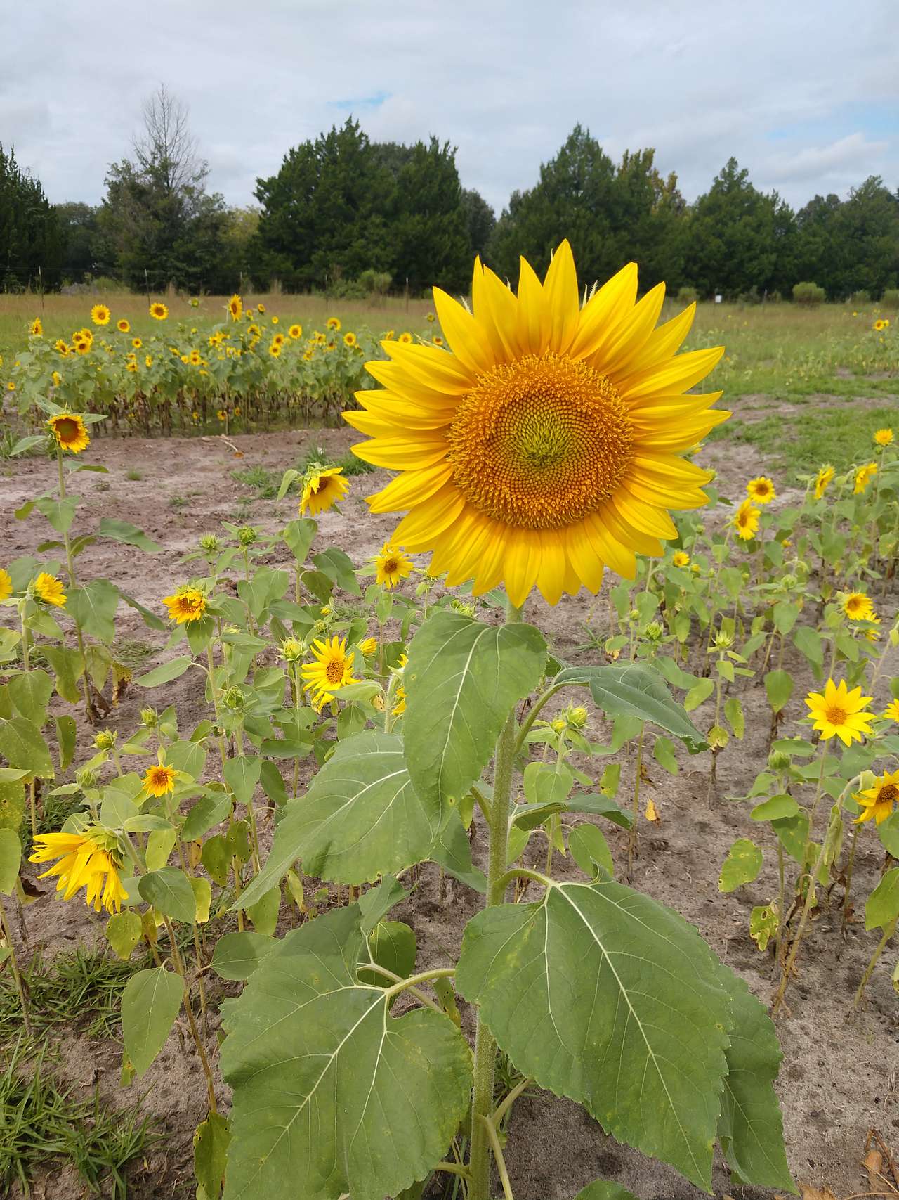 We are a small, U pick flower farm!
If you love butterflies and hummingbirds you'll find them here!
