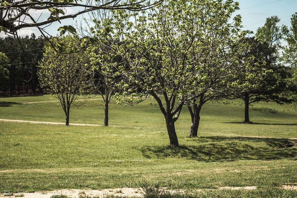 Walnut Grove / Camp Entry