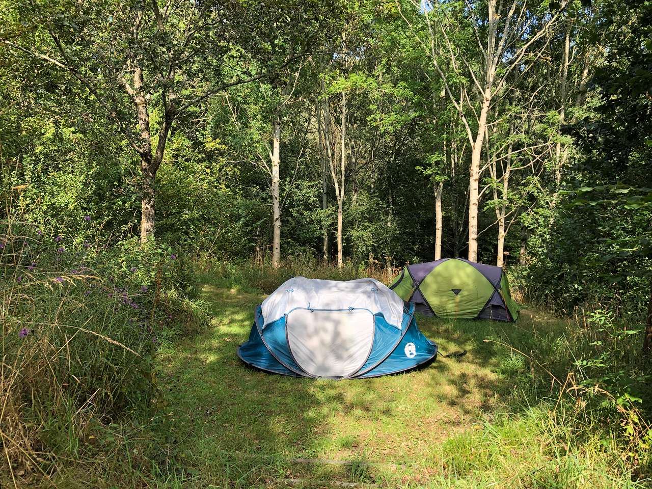 Little Harford Lower Woodland