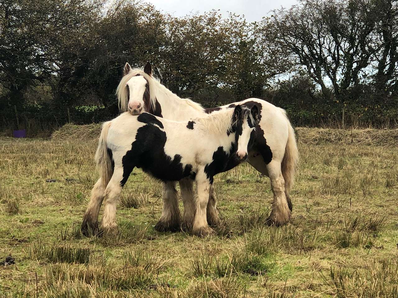 Cynefin Permaculture Farm