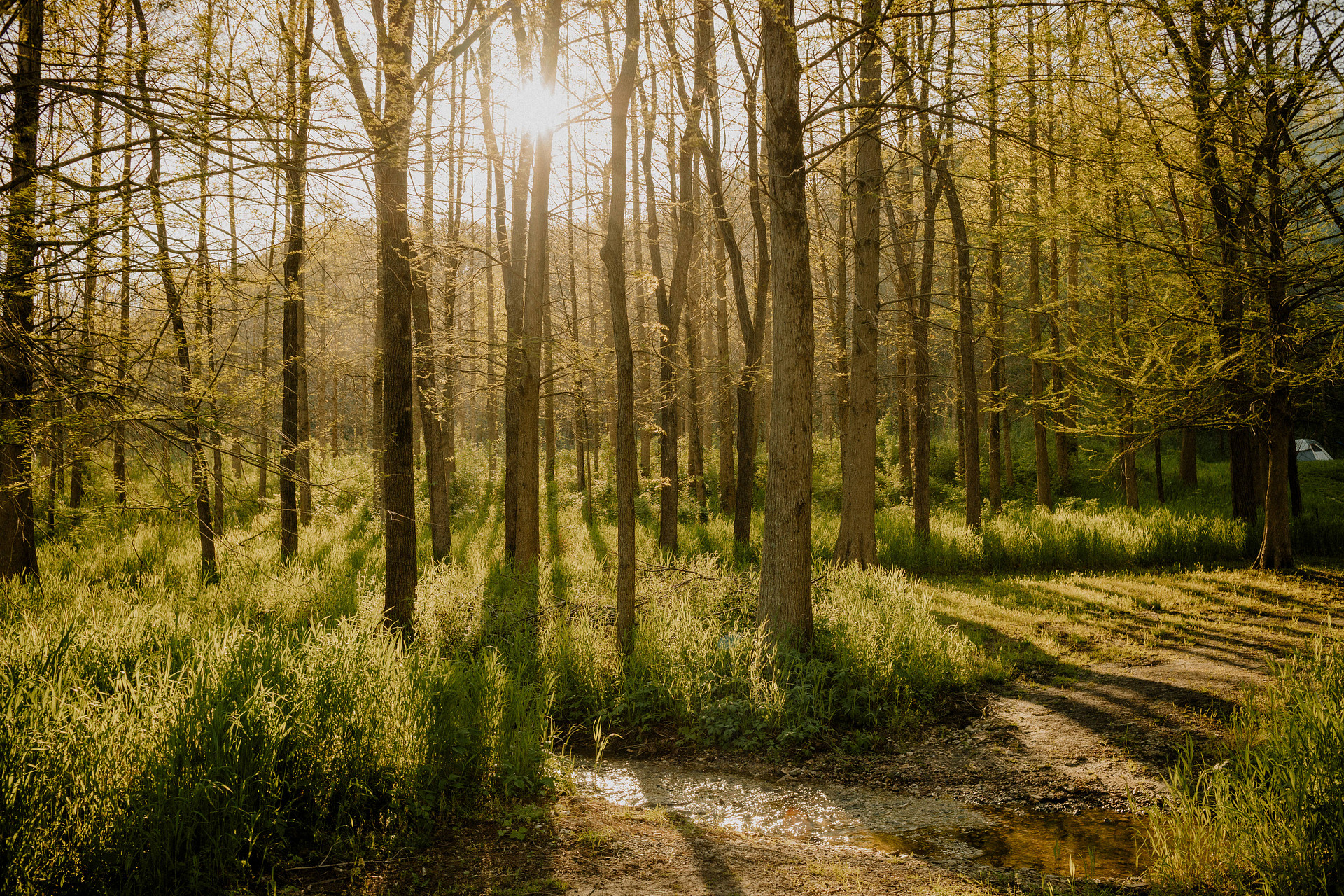 Nature surrounding the campsites. 