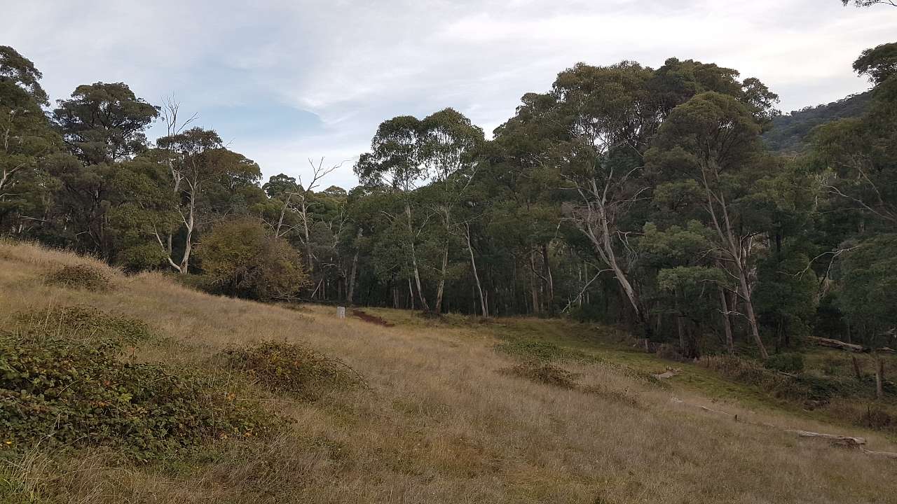 Mountain Solace