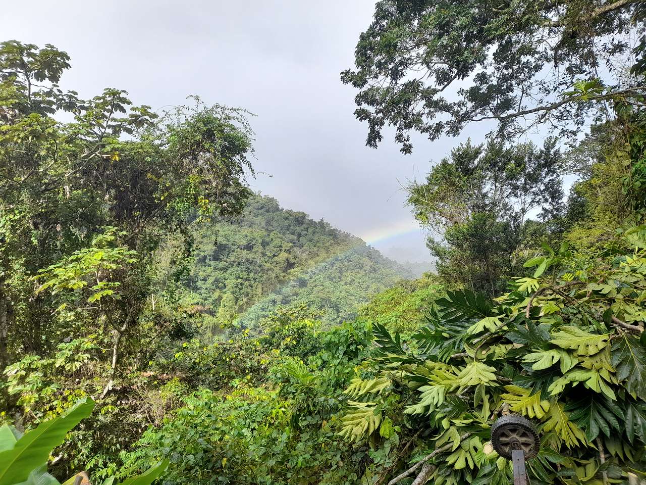 Finca Remedio Permaculture Farm