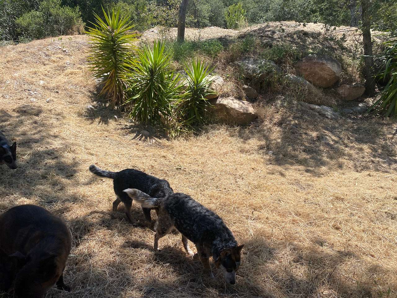 Old well ranch