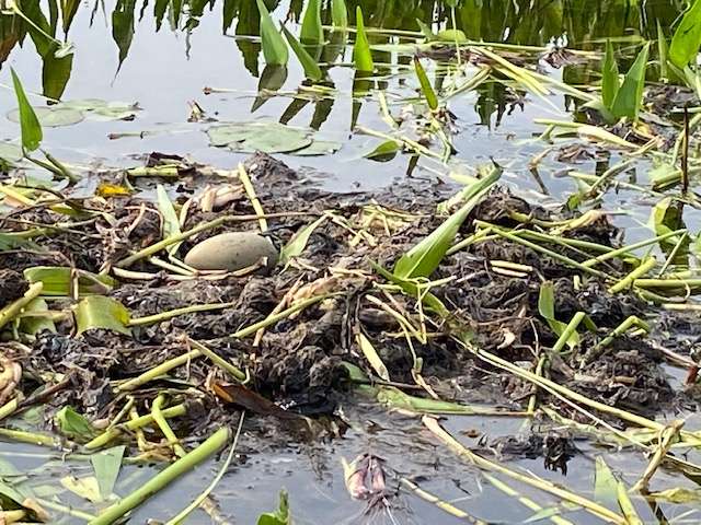 Loon nest in the river.  Turtle nests onsite. 