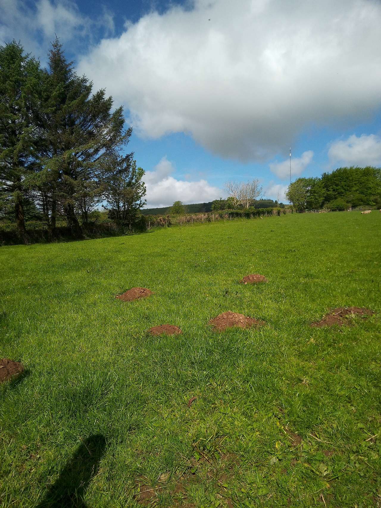 Llainterfyn Camping