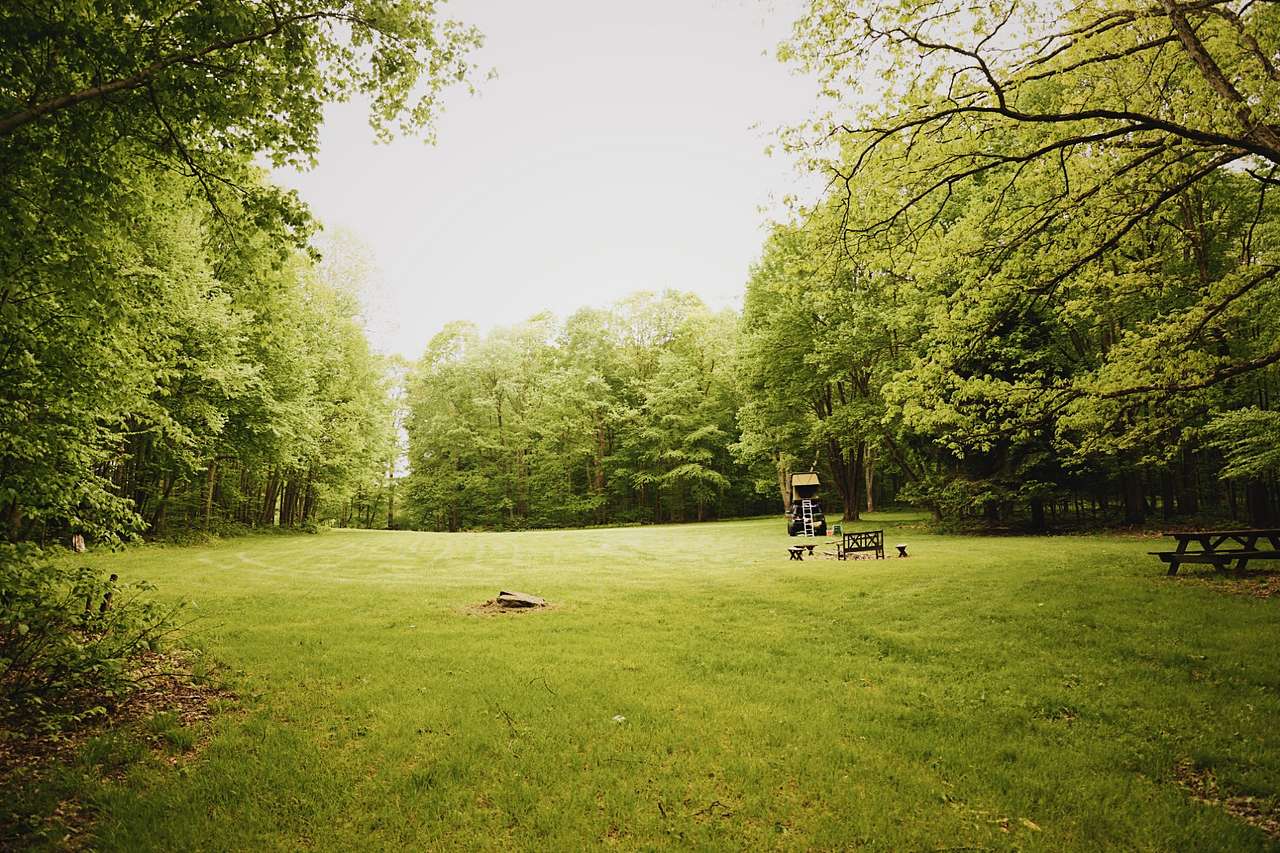 Meadow surrounded by trees