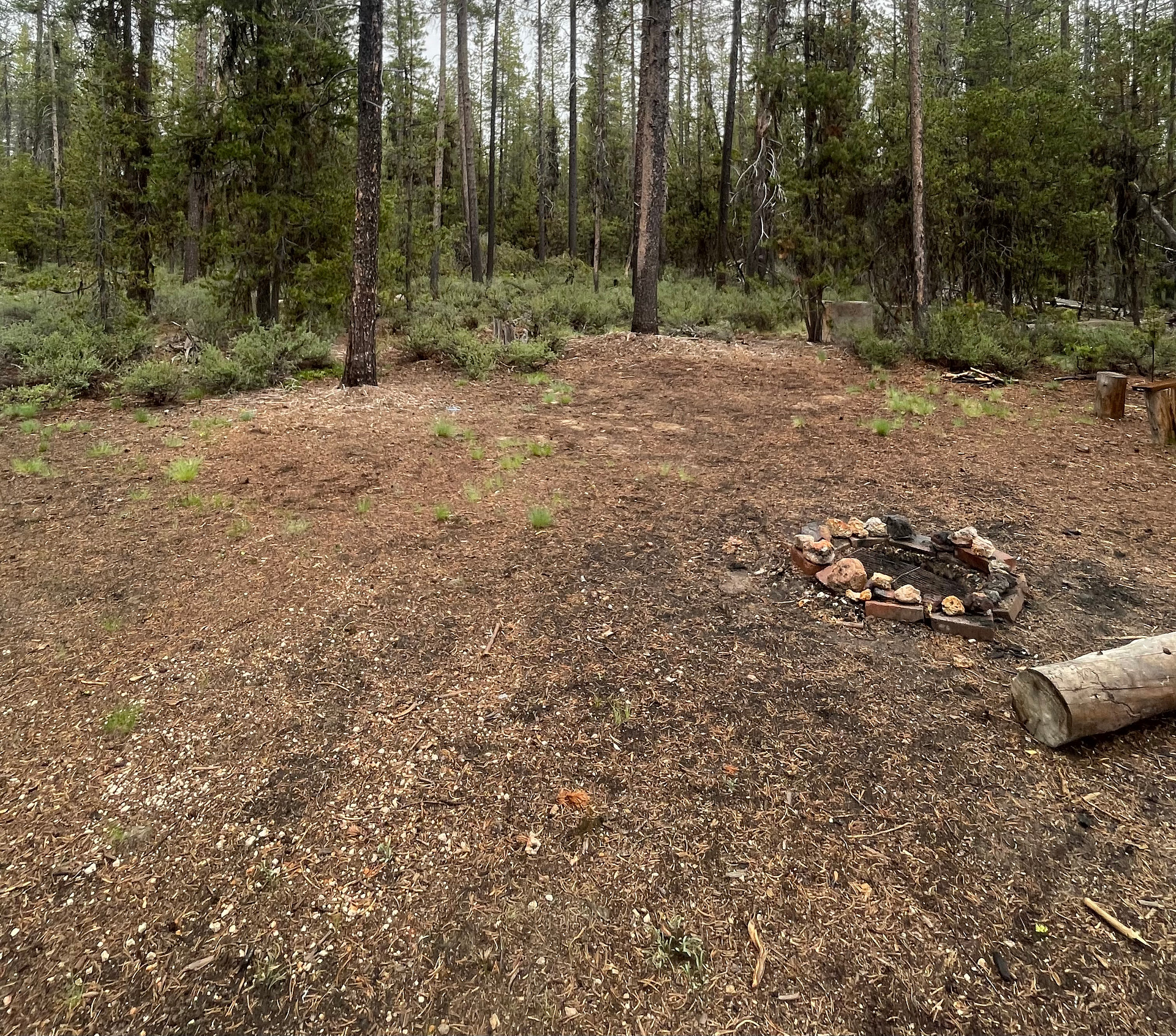 The Pines at Mount Scott