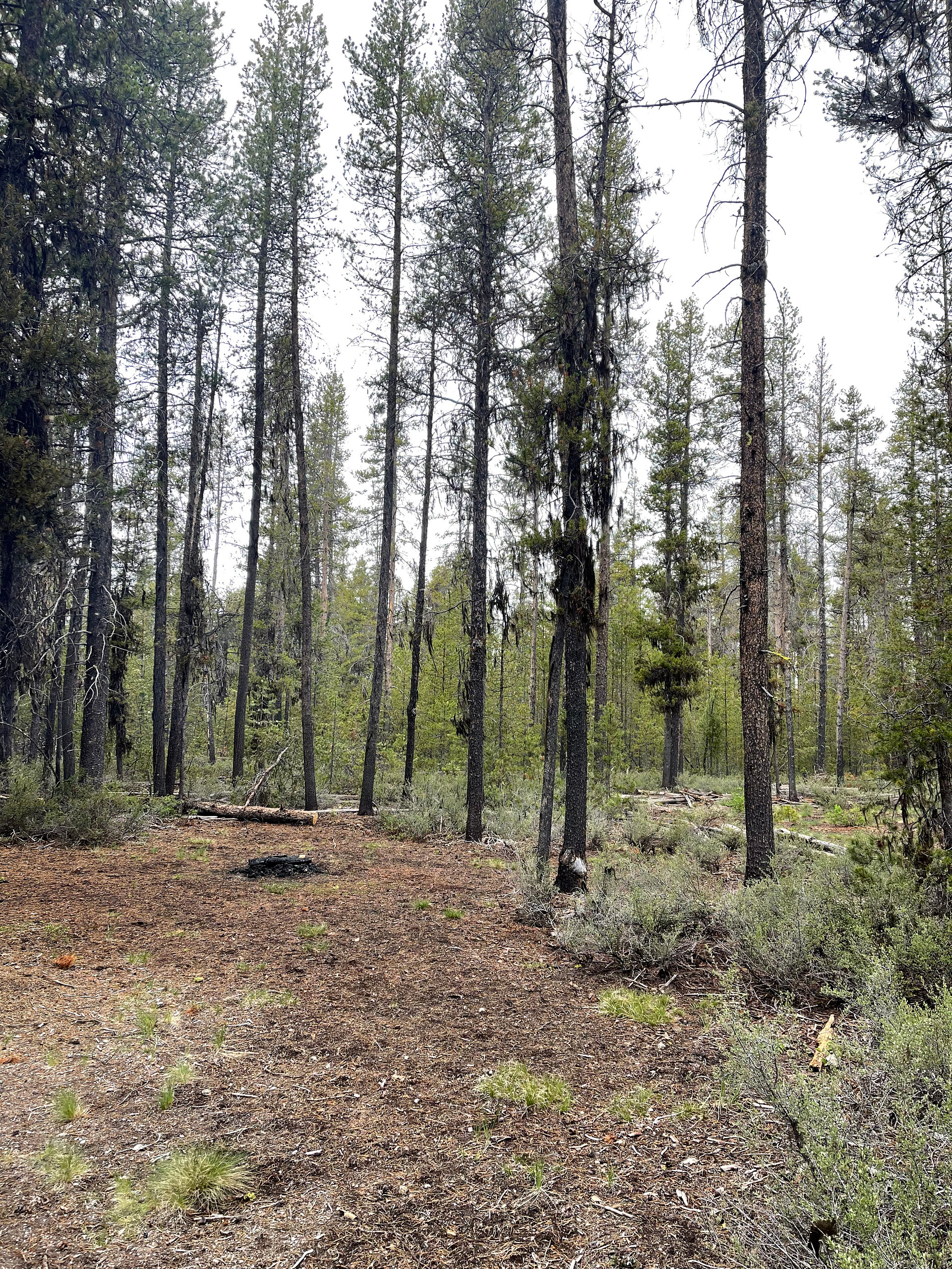 The Pines at Mount Scott