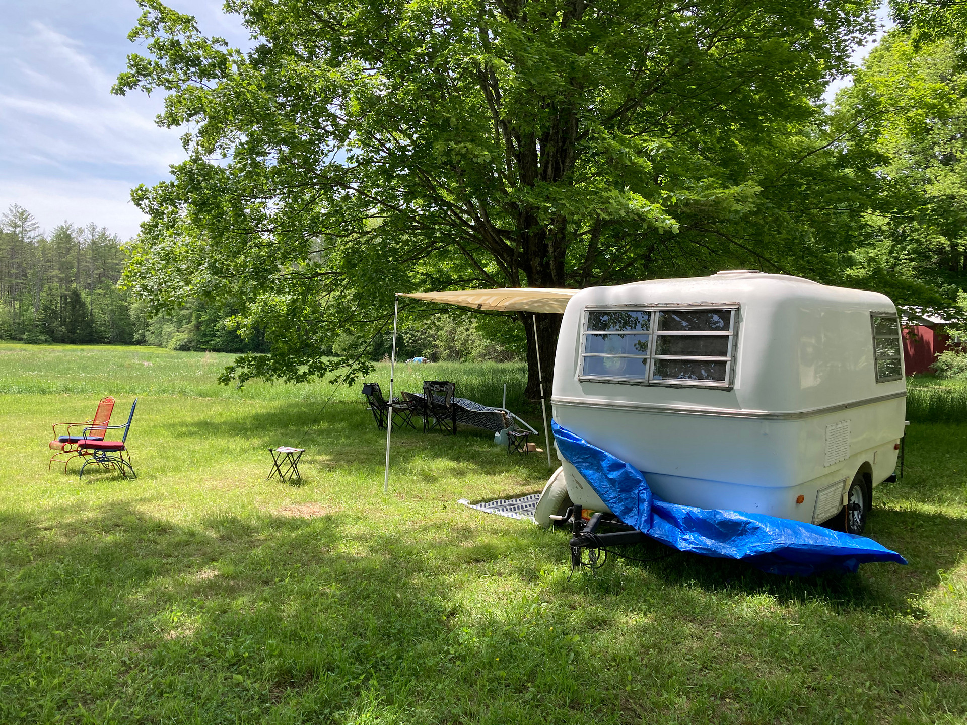 A nice perch under the maple trees