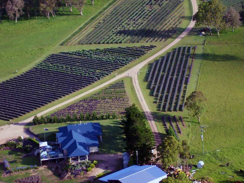 Aloomba Lavender Farm