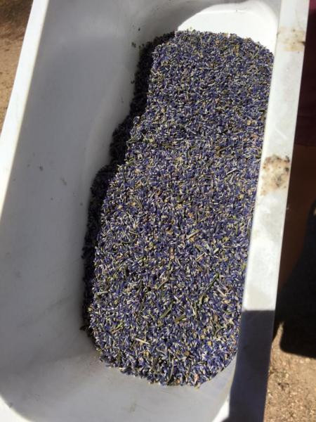 Aloomba Lavender Farm