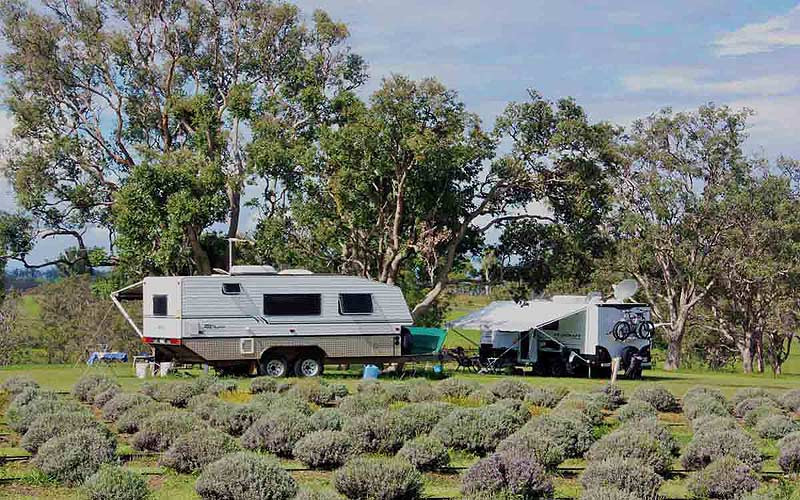 Aloomba Lavender Farm