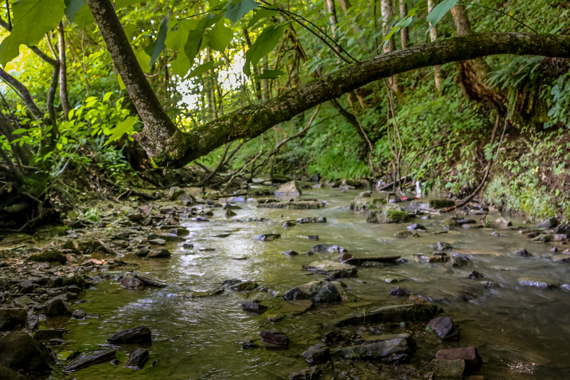 The creek beside our camping spot