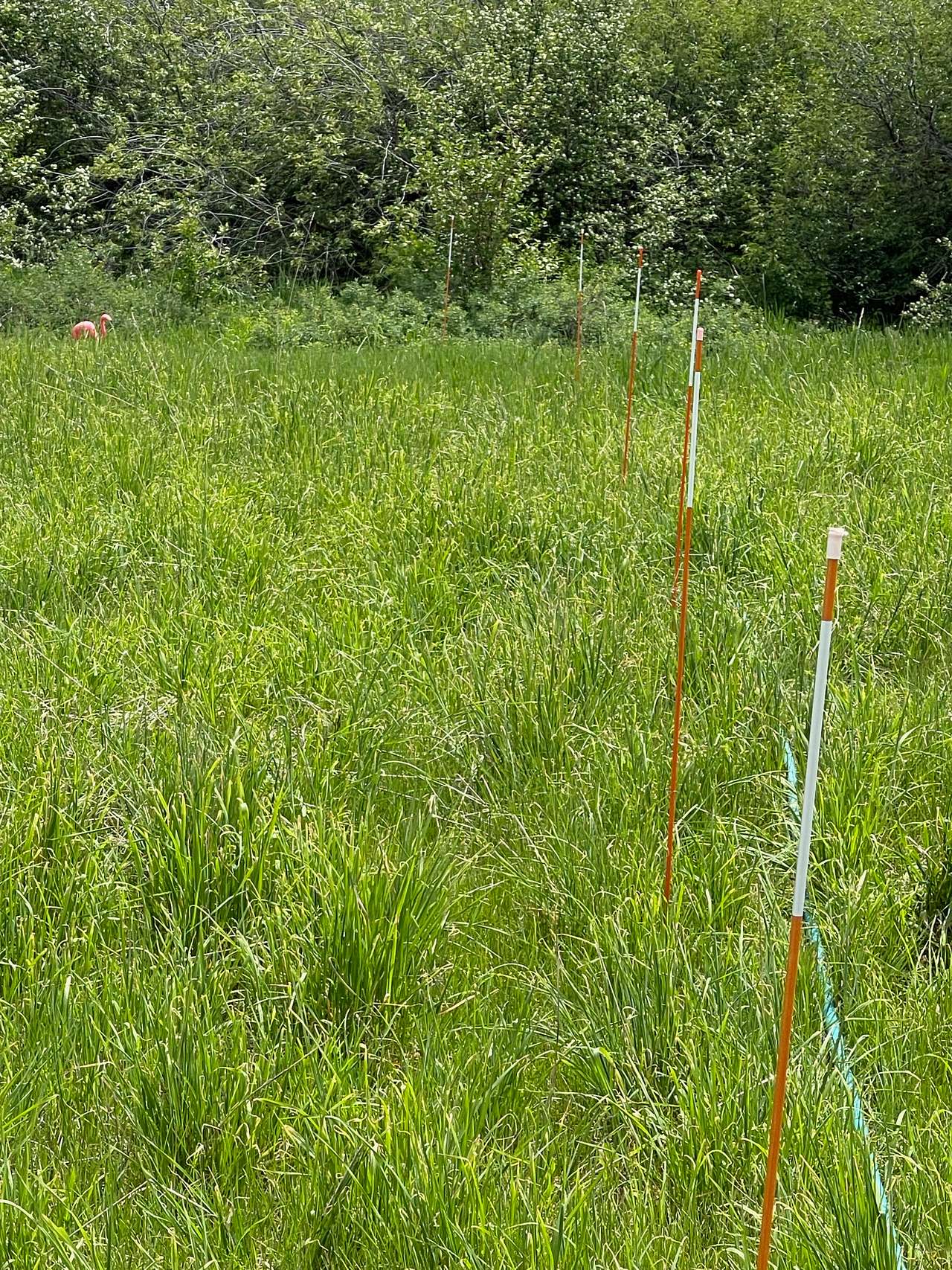 The orange stakes define where the hose is, please don't drive near them.