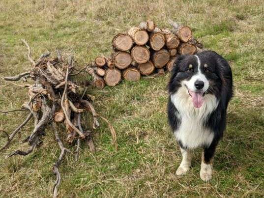 Ted helps to gather wood for campers