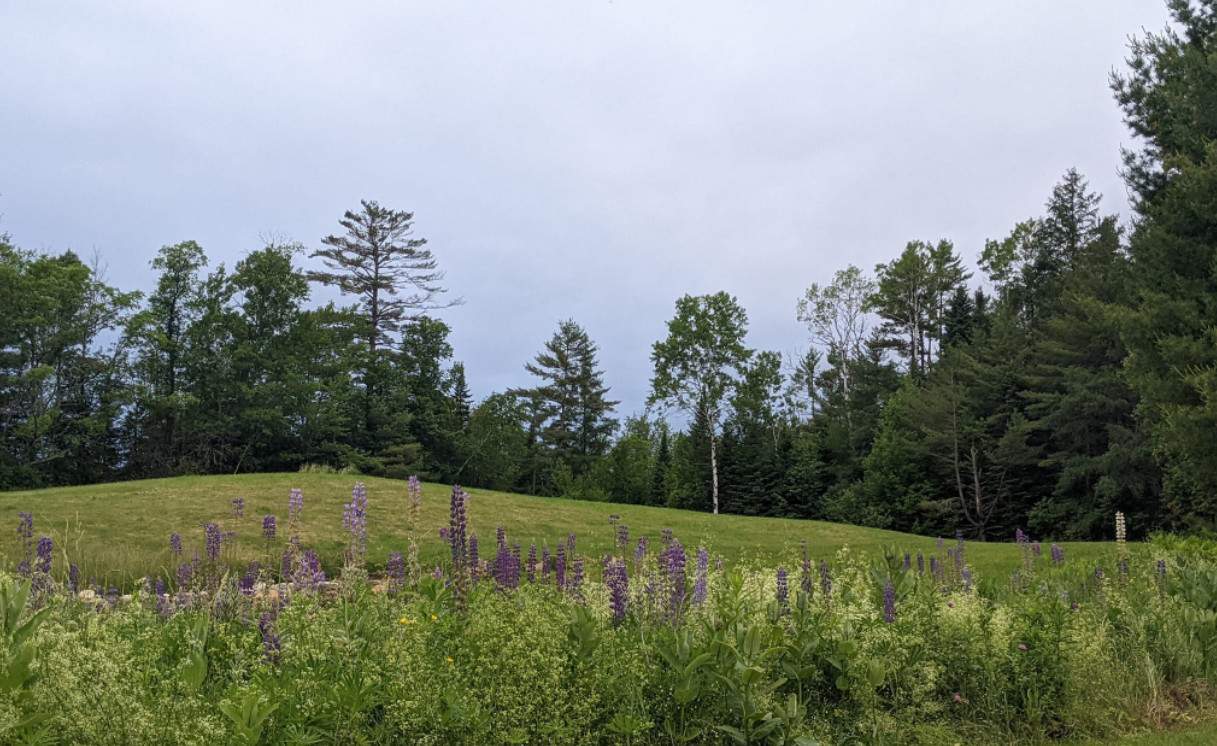 Private field and woods camping