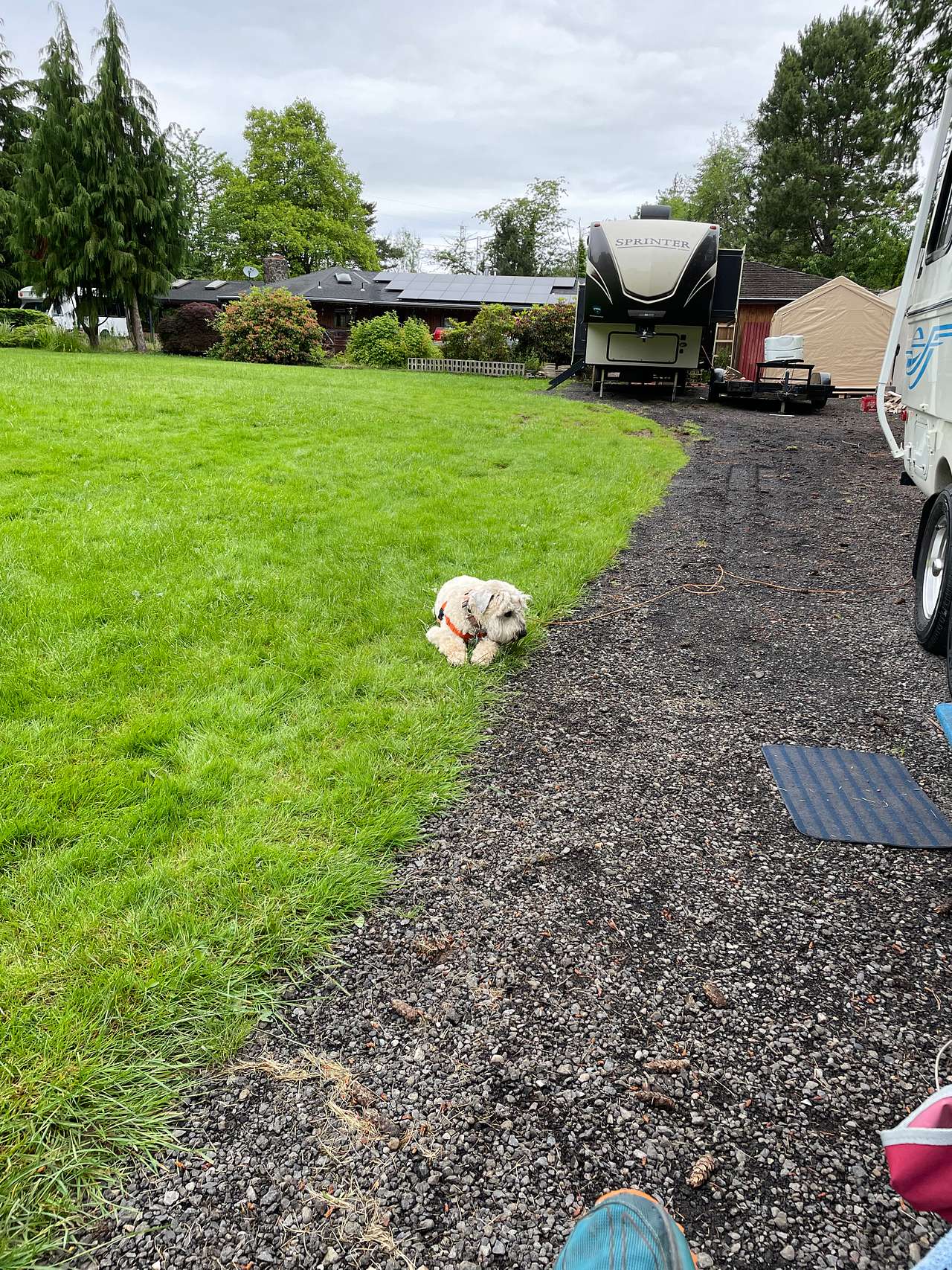 Jinx chilling in the grass
