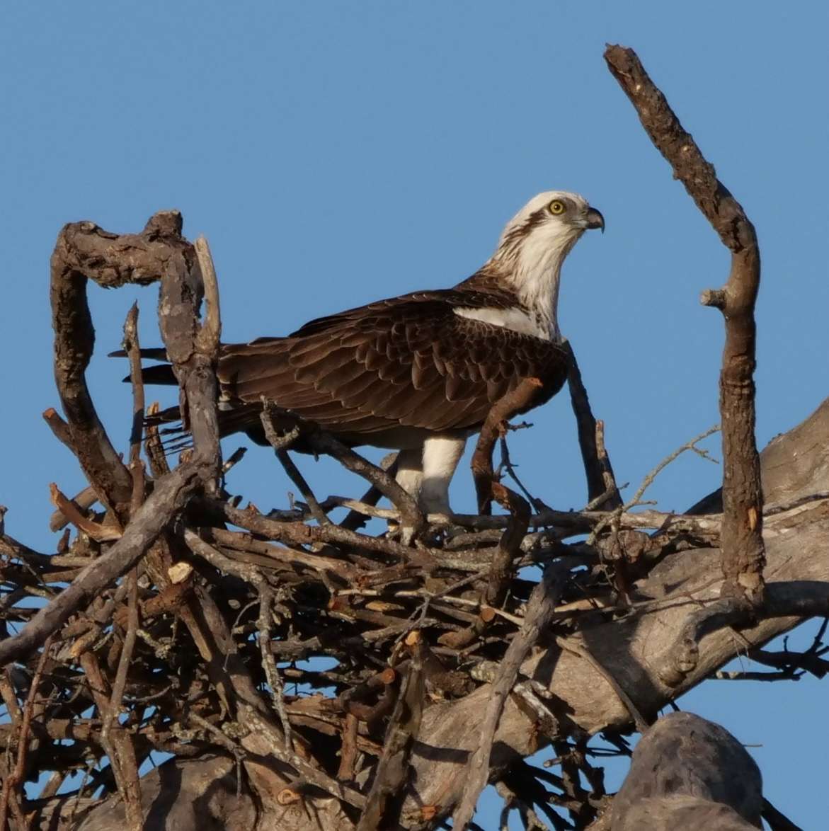 Wildlife 