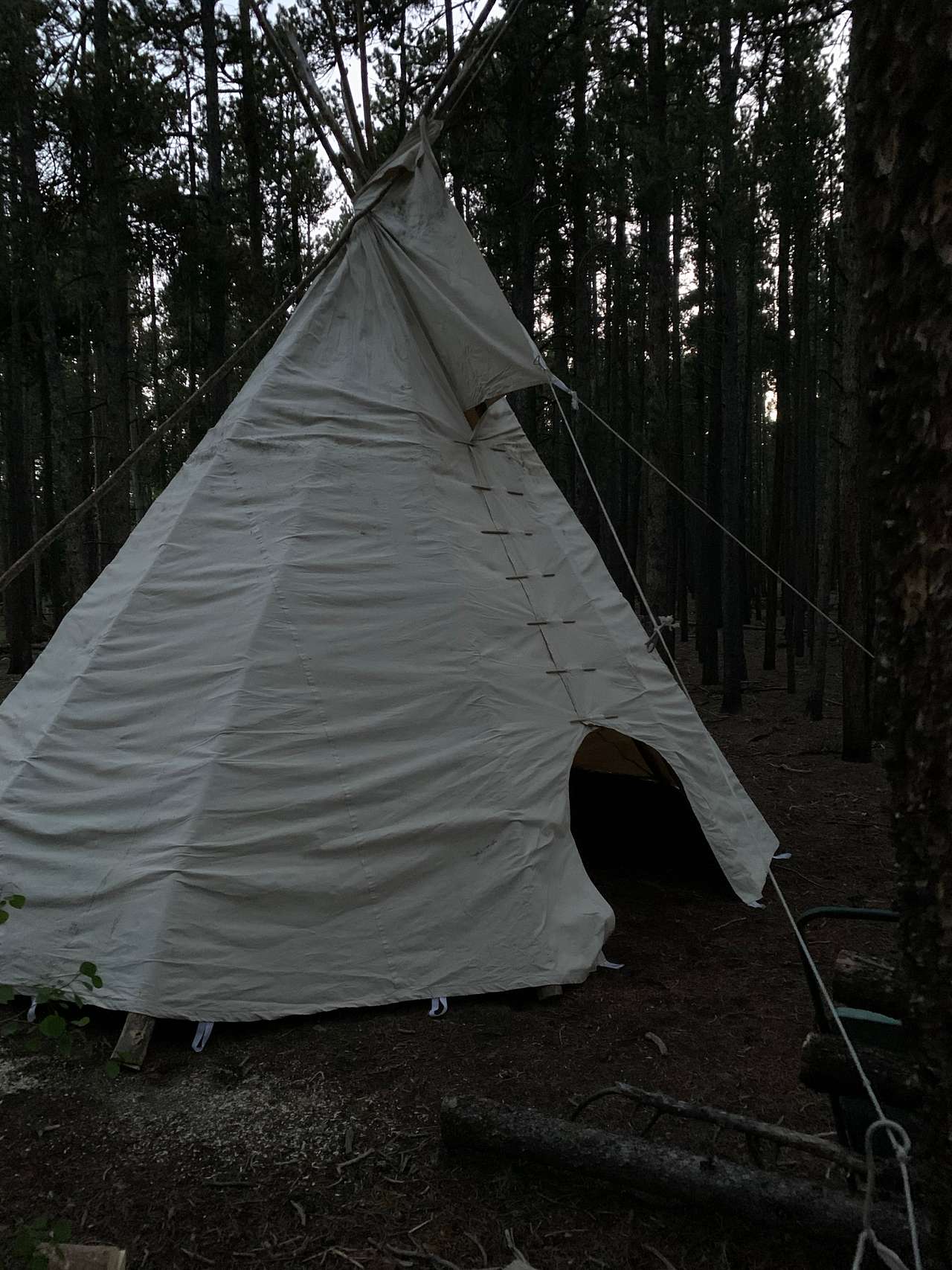 Lodge pole forest